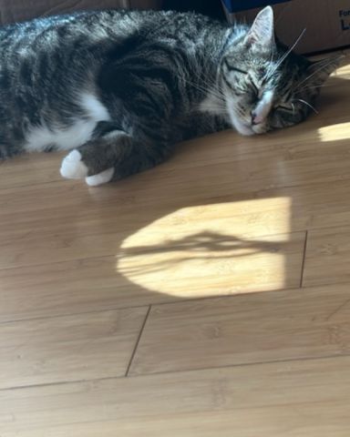 Cute American Shorthair named Ghostie (a.k.a. Jude)