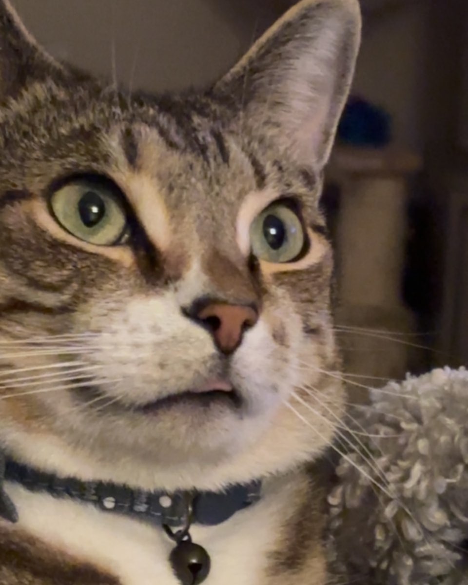 Cute cat named Jasper