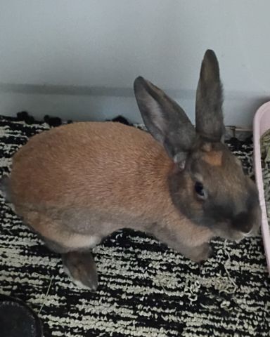 Cute Bunny named Dravina