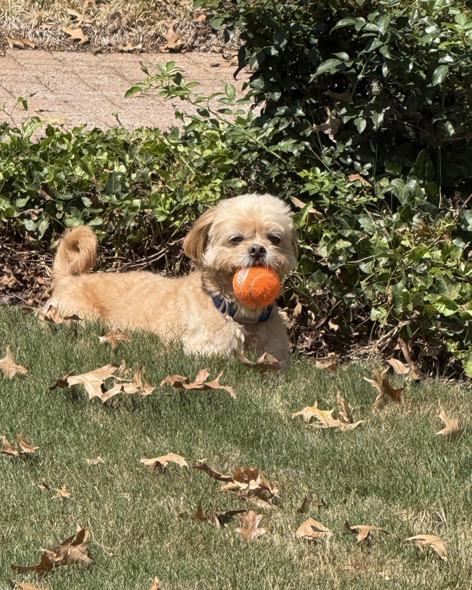 Cute Peekapoo named Chewie