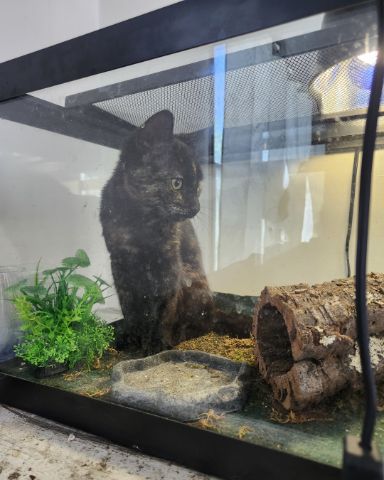 Cute cat named worm