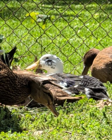 Cute ducks and geese named pongo