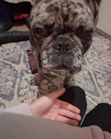 Cute frenchton named Porkchop