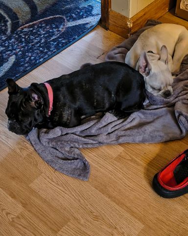 Cute dog named David and lola