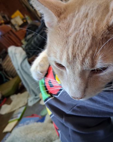 Cute cat named Mr. Orange