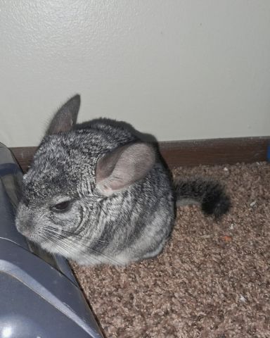 Cute Chinchilla named Chimmichanga