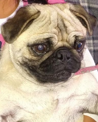 Cute pug named lucy