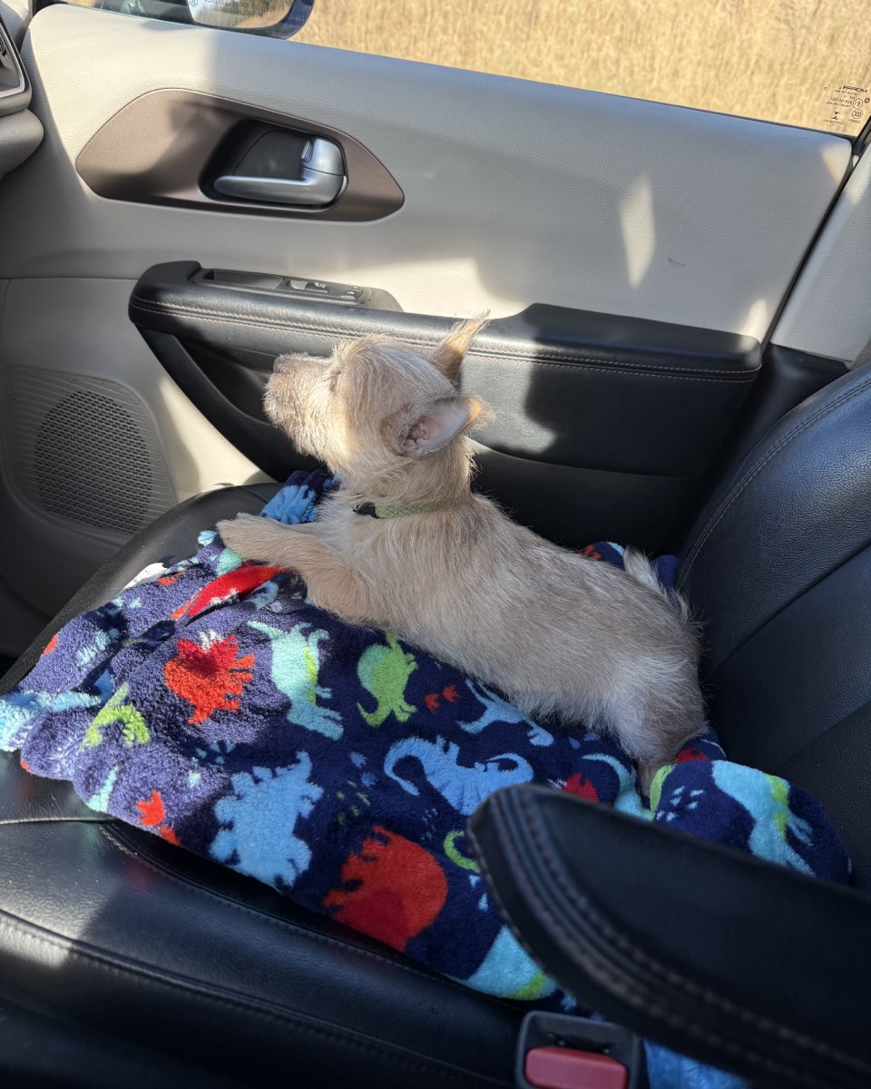Cute dog named Zeus