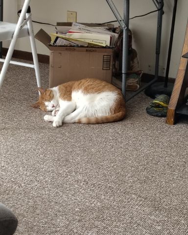Cute Tabby named Redington