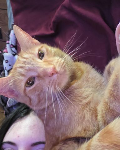 Cute tabby named Cheese