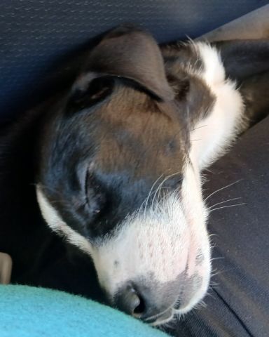 Cute dog named luna