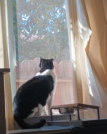 Cute Tuxedo named Zeke