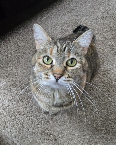 Cute tabby named Lucy