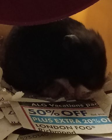 Cute black bear hamster named dean