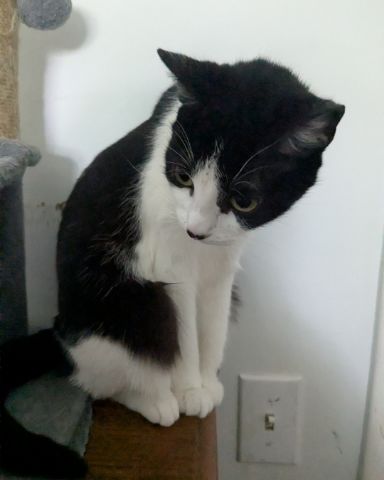 Cute Tuxedo named Igashu