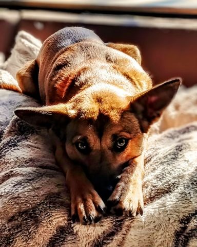 Cute mixed breed named Bulma