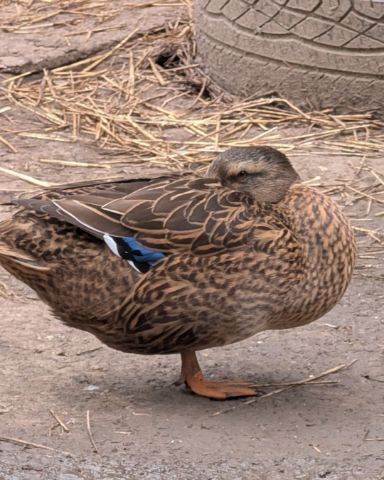 Cute ducks and geese named pongo