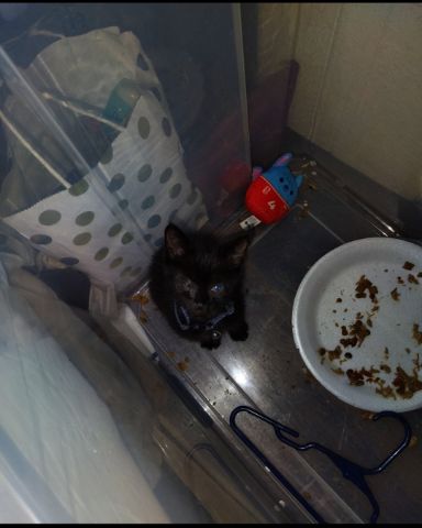Cute cat named Fish