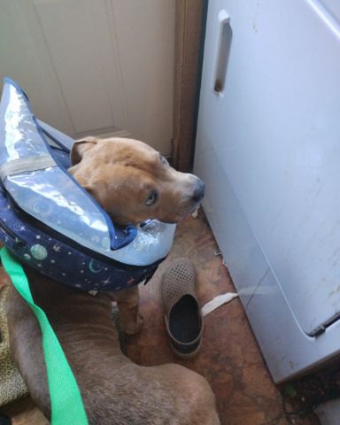 Cute xl bully and American pit named kujo