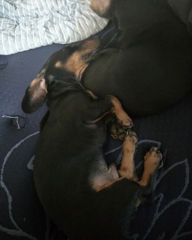 Cute mini dachshund named Angus