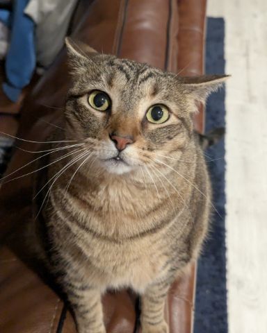 Cute Brown Tabby Shorthair named Cheddar Biscuit