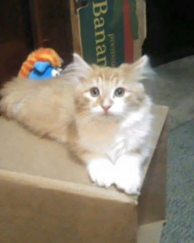 Cute cat named Lucky