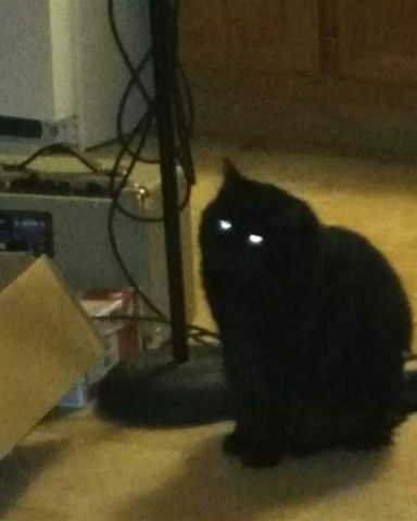 Cute Unsure named Sylvester