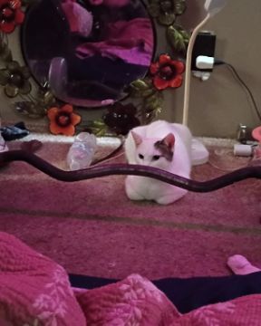 Cute cat named SnowBall