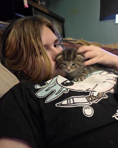 Cute Tabby named bear