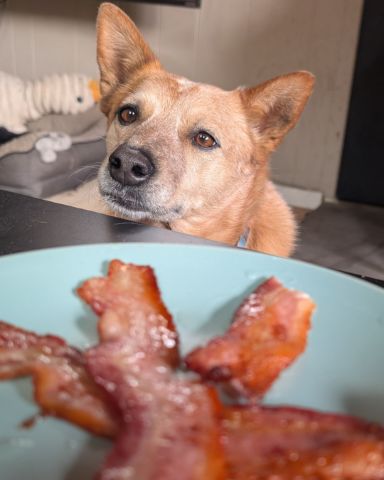 Cute Australian Cattle Dog named Sage