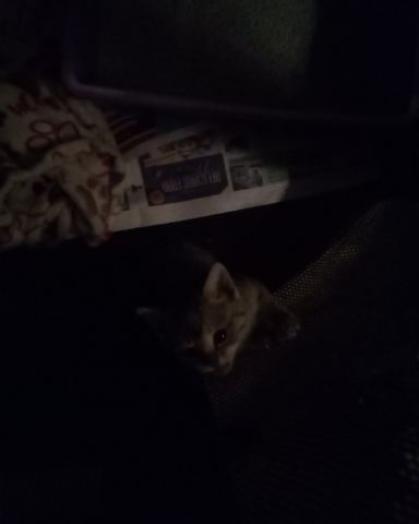 Cute cat named warrior