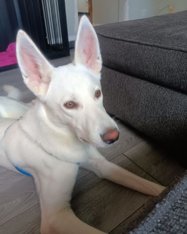 Cute German Shepard and Siberian Husky mix named Elton John