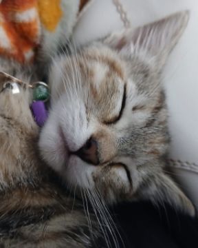 Cute Unknown named Vanilla Bean Von schweetz