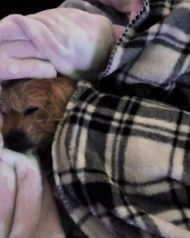 Cute mutt named dexter