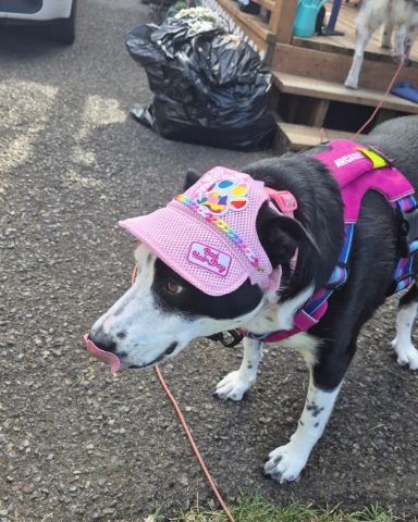 Cute border collie/lab named stevie