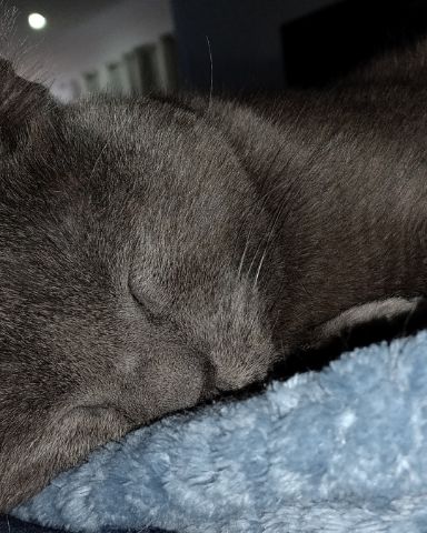 Cute cat named Marshall 🩶 Geoffrey