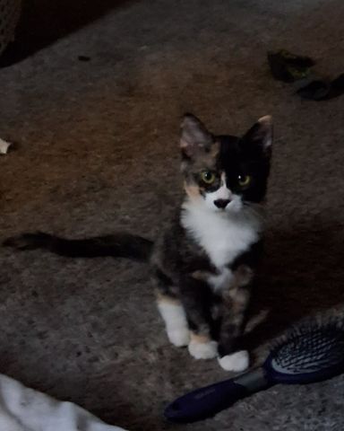 Cute Calico kitten named Violet