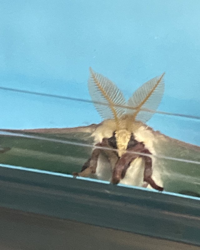 Cute Lunna Moth named Bucky The Bull