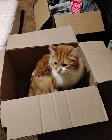 Cute cat named Lucky