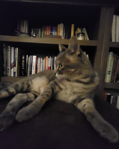 Cute Tabby named Jack