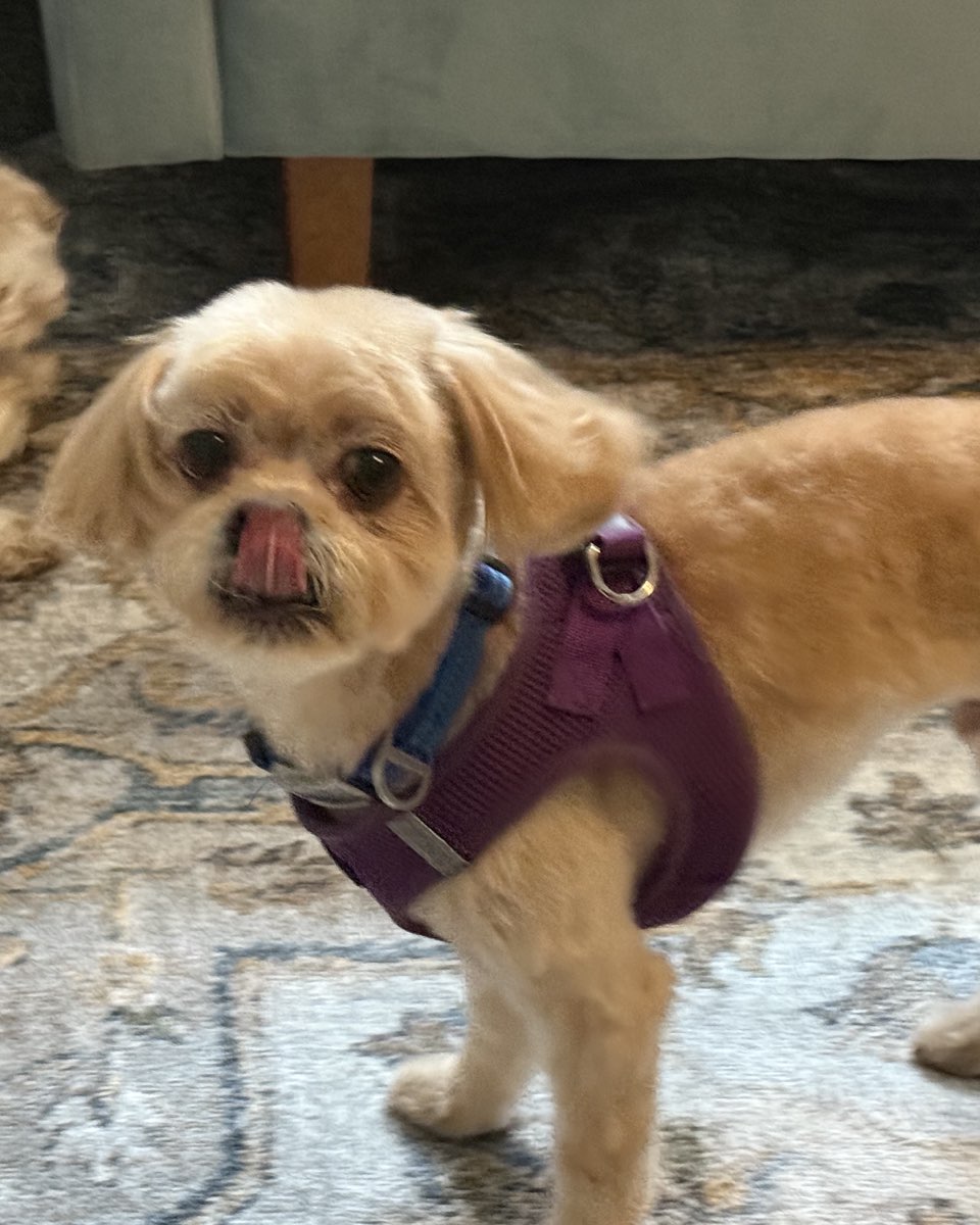 Cute dog named Chewie