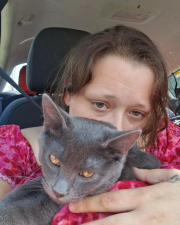 Cute Russian blue named Biscuits
