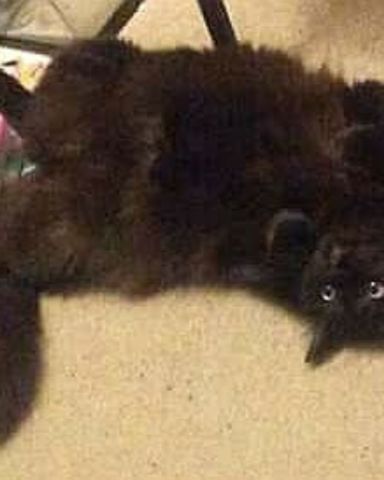 Cute Unsure named Sylvester