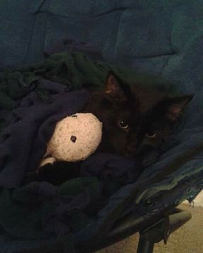Cute Unsure named Sylvester