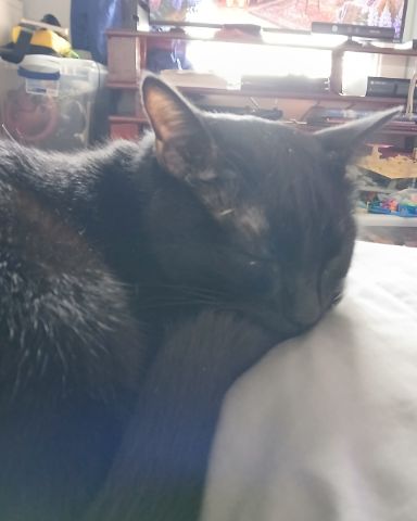 Cute Ghost Tabby named Spookly