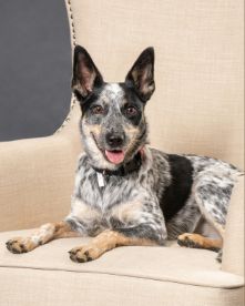 Cute Blue Heeler + Border Collie named Marzi