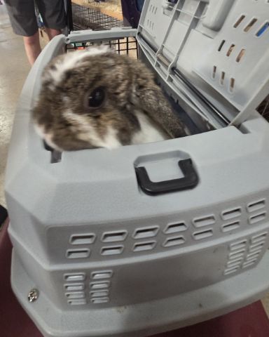 Cute Holland lop named blossom