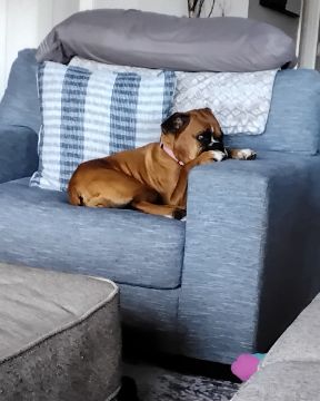 Cute Boxer named Niya