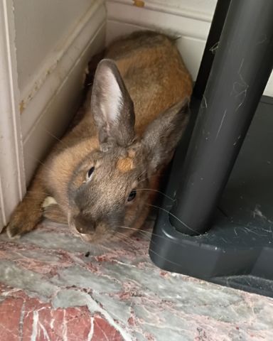 Cute Bunny named Dravina
