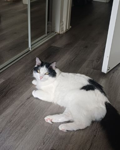 Cute Tuxedo named Manchhas